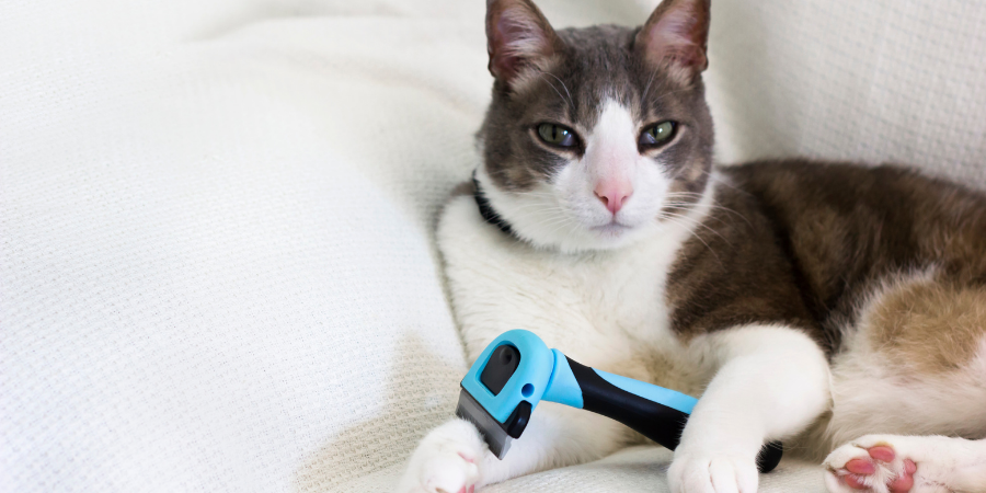KEDİLERİN TÜY DÖKÜMÜ